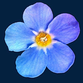 Fleur de Myosotis