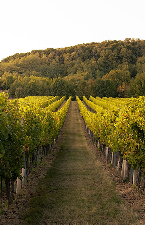 Image by Lukáš Kulla