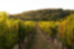 Private Wine Tasting and Lunch Experience in Chianti by Milo Tours