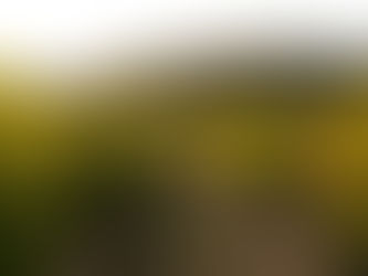 A sweeping view of vines at a vineyard