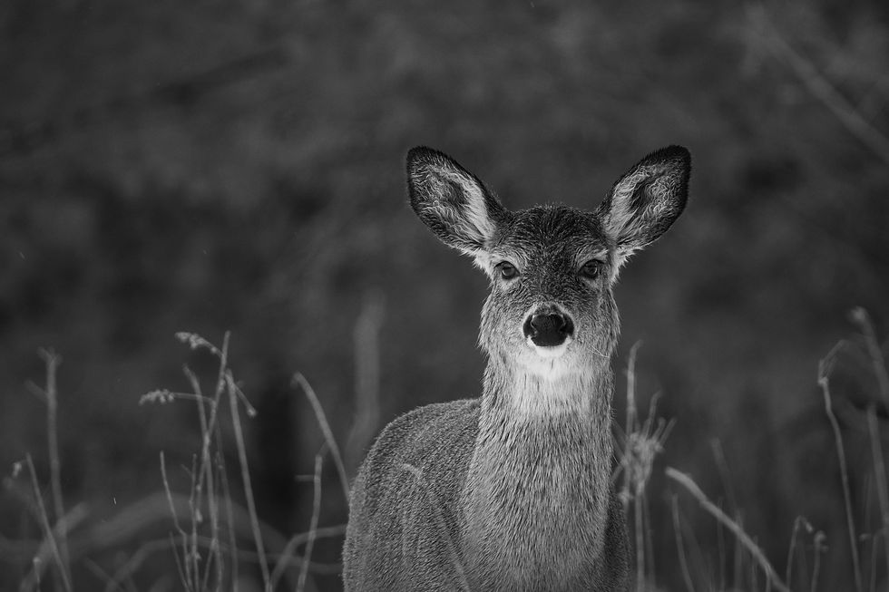 Deer