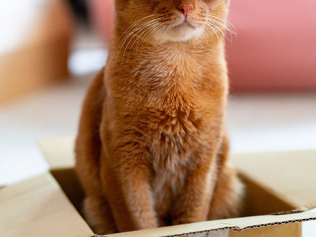 Katze unsauber? Die häufigsten Gründe und was du tun kannst