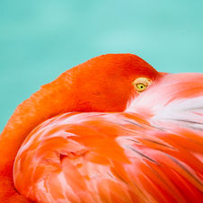 Pink flamingos strolling the sand at Aruba Palace a Plane Luxury Escape straight out of paradise.