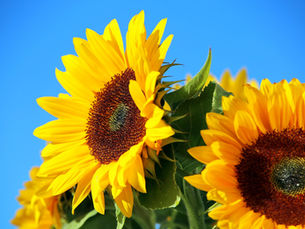Summer Floral Design: How to Style and Sustain Peak-Season Blooms
