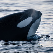 Image by Lachlan Gowen