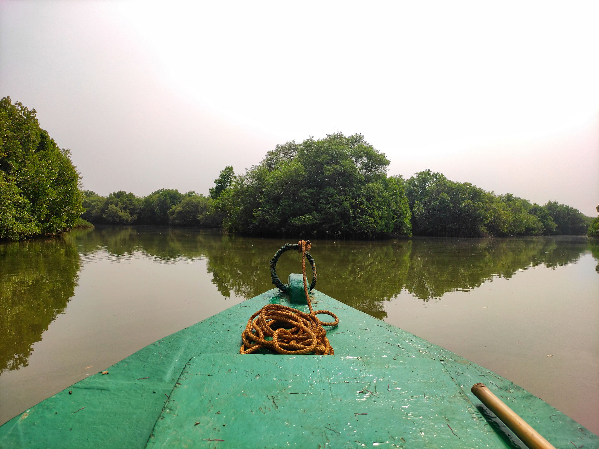 mangroves zanzibar