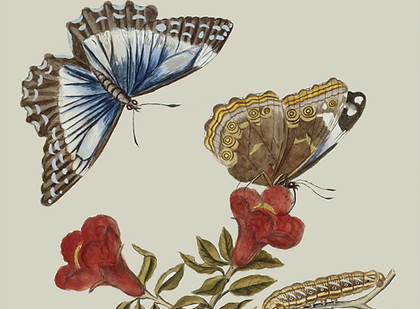 Image by British Library