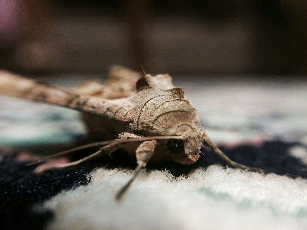 moth Image by Sepehr Moazed