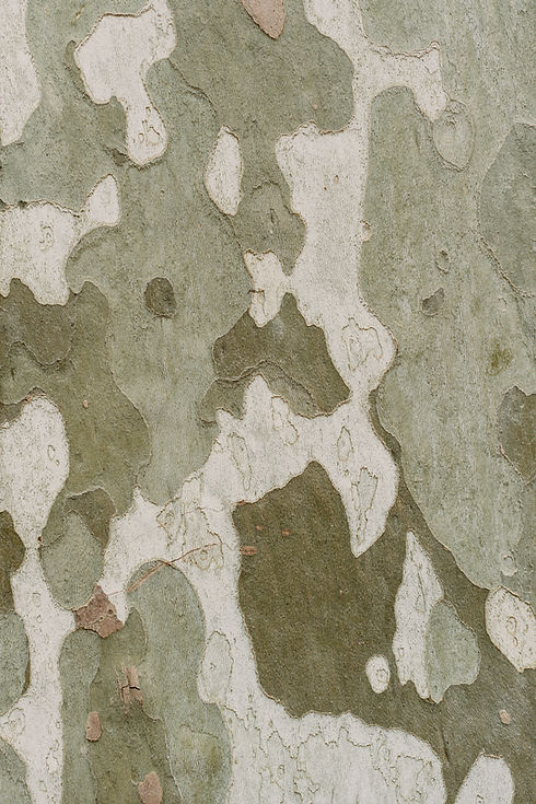 Image by Gabriella Clare Marino
