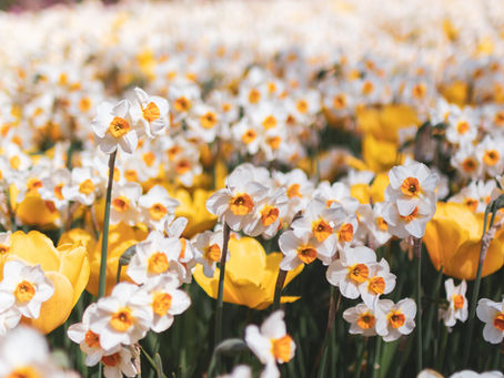 Lent Day 32: Bartimaeus