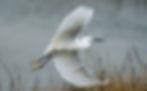 Snowy Egret Flying