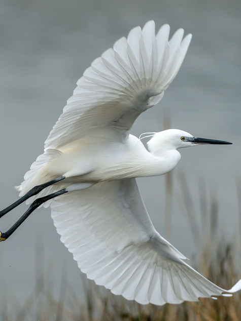 Cigüeñas: Conexiones entre vertederos y humedales