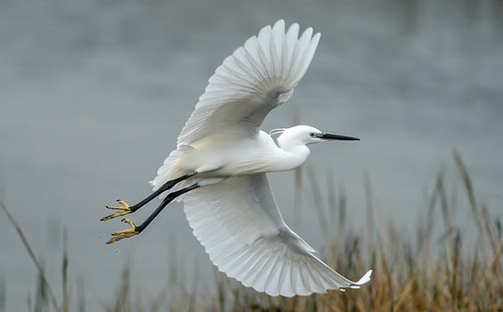 Image by Bob Brewer
