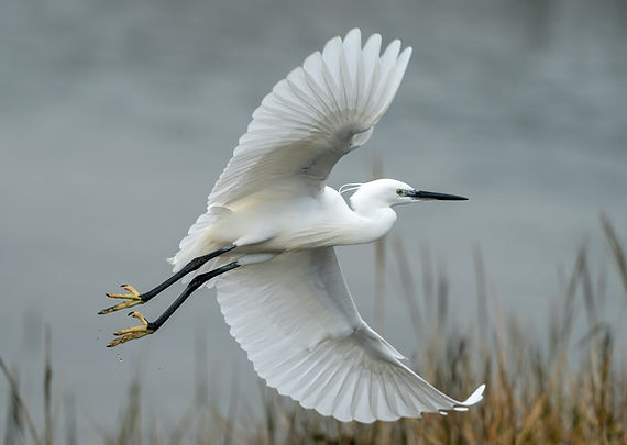 Image by Bob Brewer