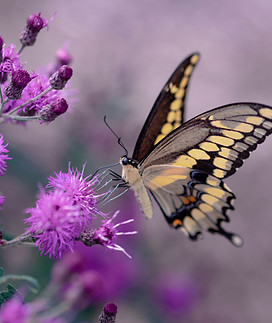 Image de Aaron Burden