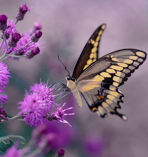Image by Aaron Burden