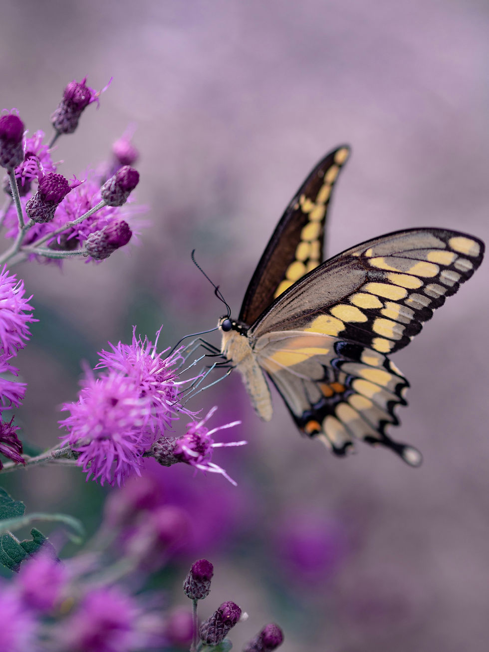 Image by Aaron Burden
