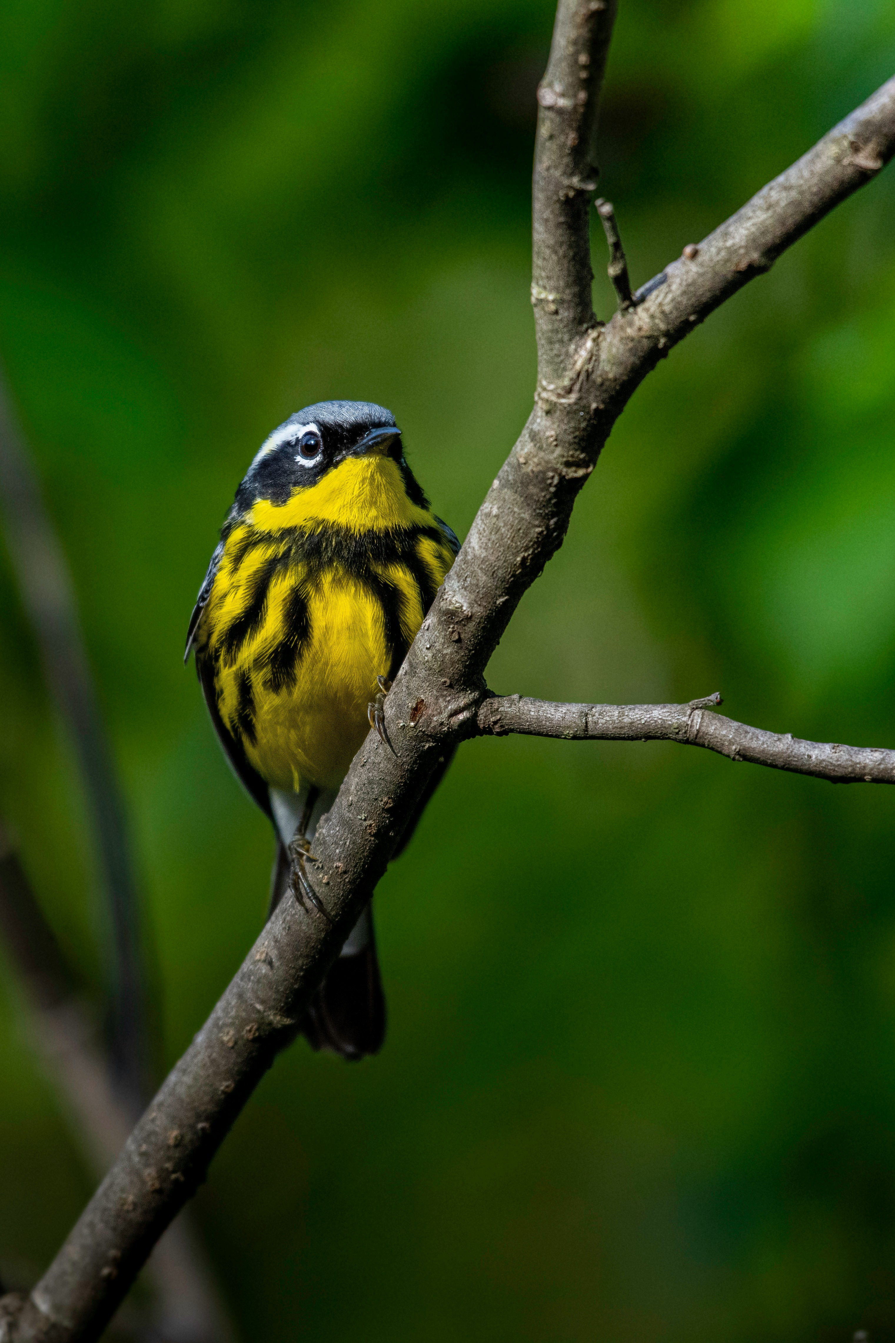 Canada Warbler