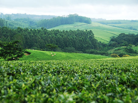 Photo of farm fields in Malawi