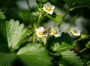 Image de Justus Menke