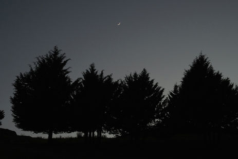 Where Shadow Meets Seed