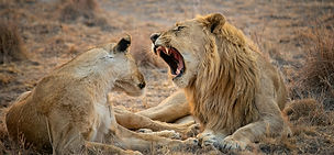 Lions playfully roaring in the Serengeti on a safari from Zanzibar