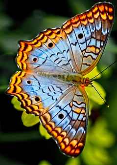 Image by Alfred Schrock