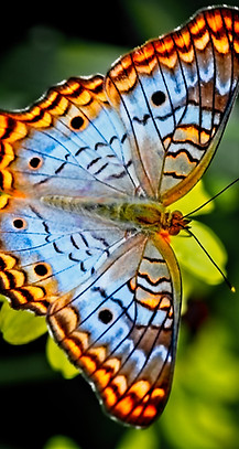 Image by Alfred Schrock