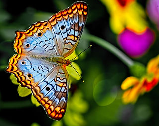 Image by Alfred Schrock