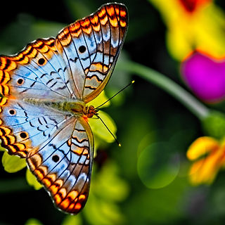 Image by Alfred Schrock