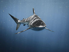 Shark attacks andsurf culture:the controversialside of online environmentalism.