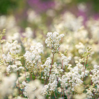 Meadowsweet - Filipendula ulmaria is a beautiful shrub that is often employed for soothing inflammation in the gut, and due to its salicin content makes a delicious addition to any tea!