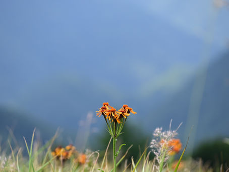Dies ist ein Beitrag der Älpler Zeitung!
