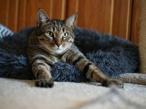 A cat laying on a blanket