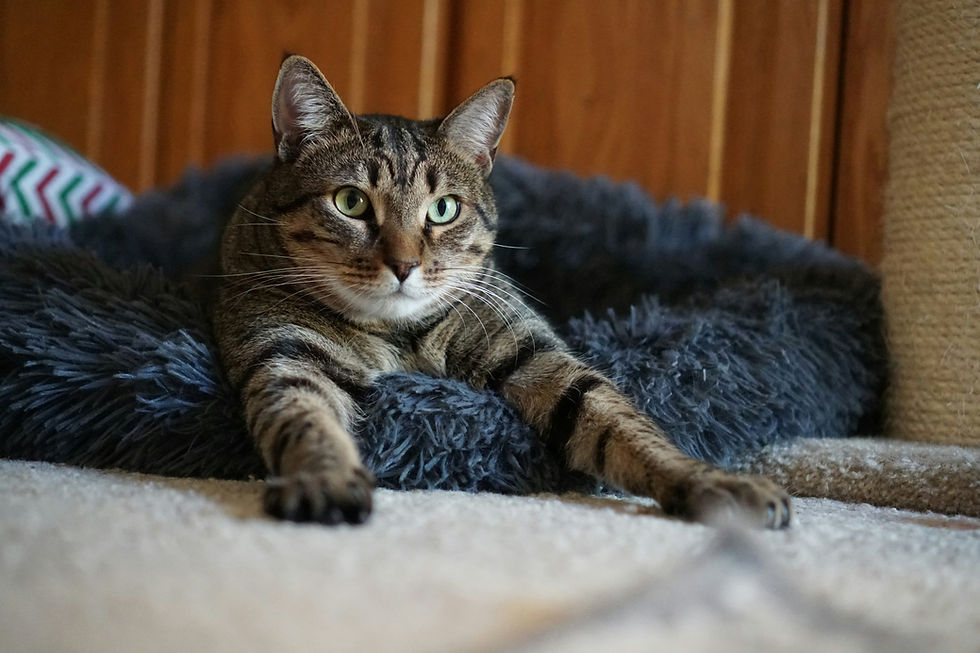 A relaxed tabby cat stretches comfortably on a plush gray bed, exuding calmness against a warm wooden backdrop.
