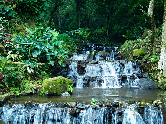Tropical creek in Belize jungle