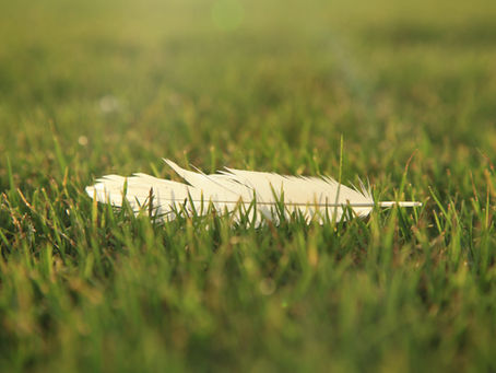 Time To Get Ugly-Chicken Molting Season Is Here!