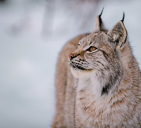 Image by Kjell-Jostein Sivertsen