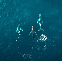 Image by Dmitry Osipenko
