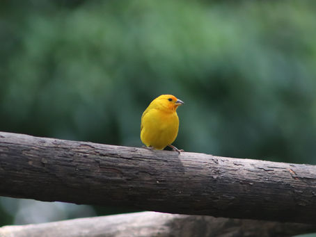 Where’s the Canary in the Healthcare Coal Mine?