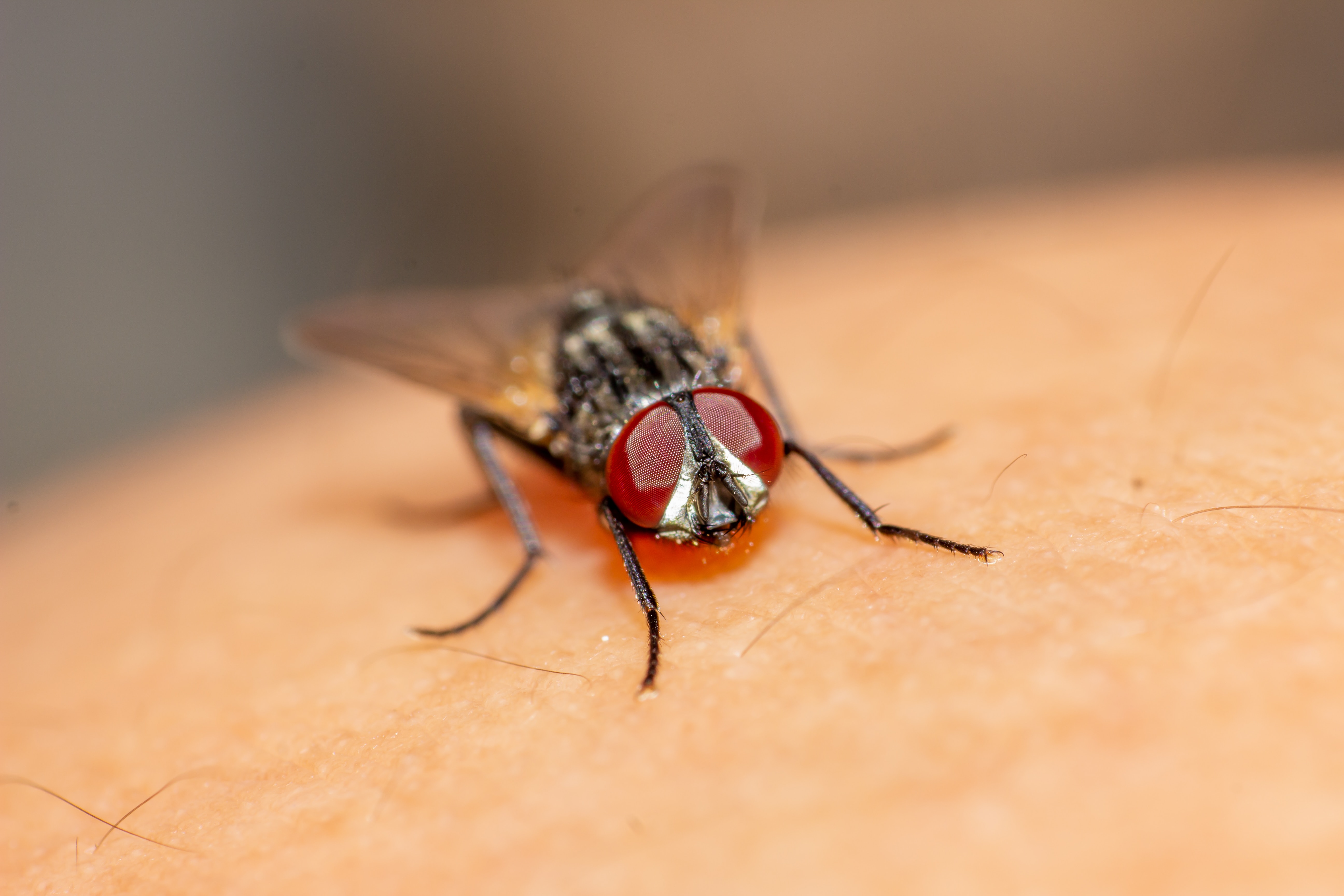 Avance en biotecnología: Vacuna contra dengue desarrollada en México gana aprobación en EE.UU.
