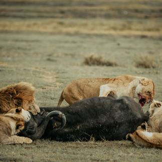 Lion pride feeding inside Ngorongoro Crater on safari from Zanzibar