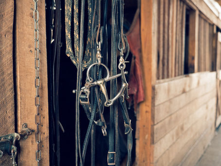 Zäumung als Streitthema: Warum oft nicht das Gebiss das Problem ist