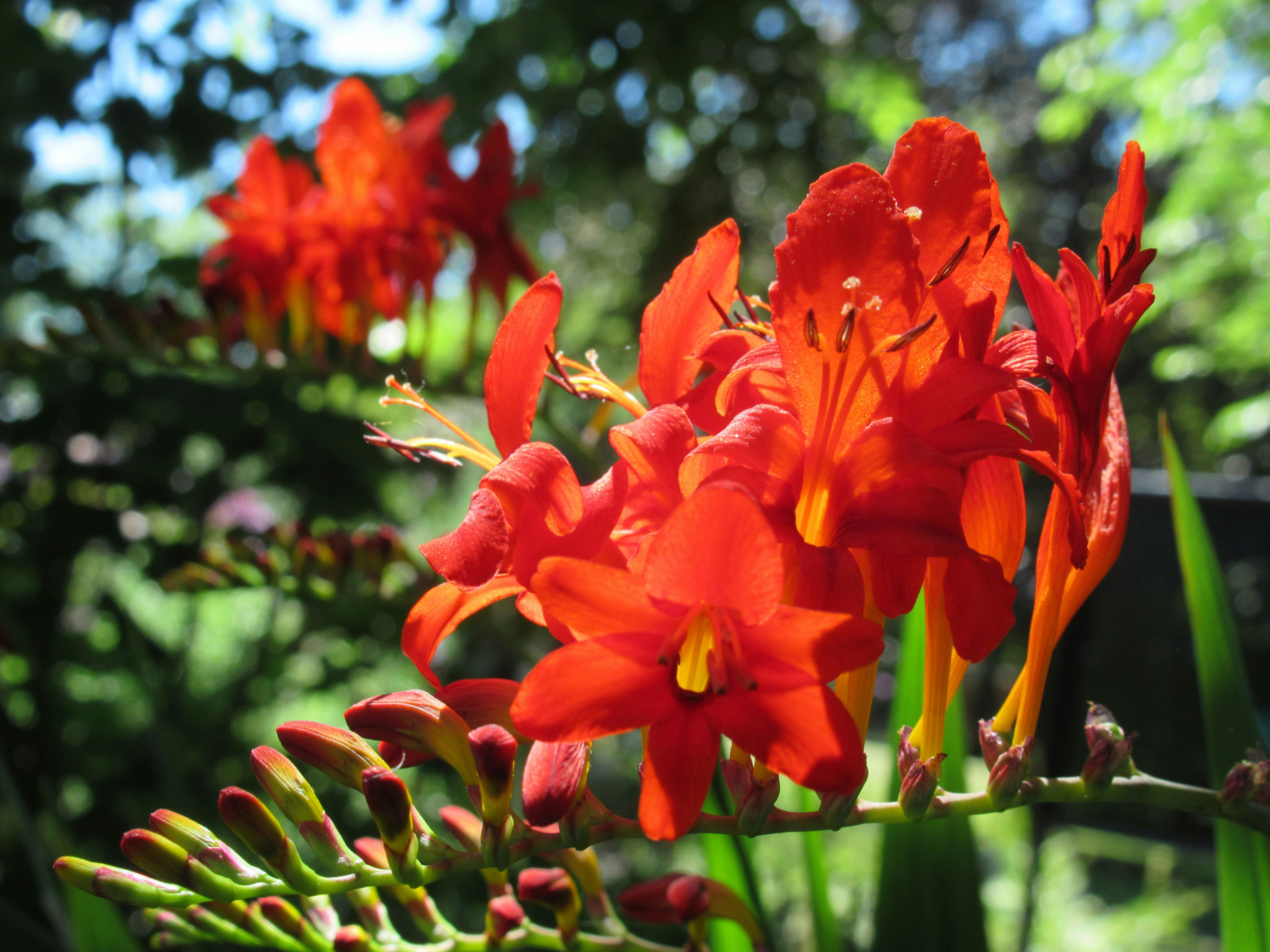 Flower Seeds (Crocosmia Lucifer Red)