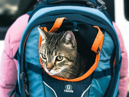 Tips for Traveling Safely with Your Pet This Summer
