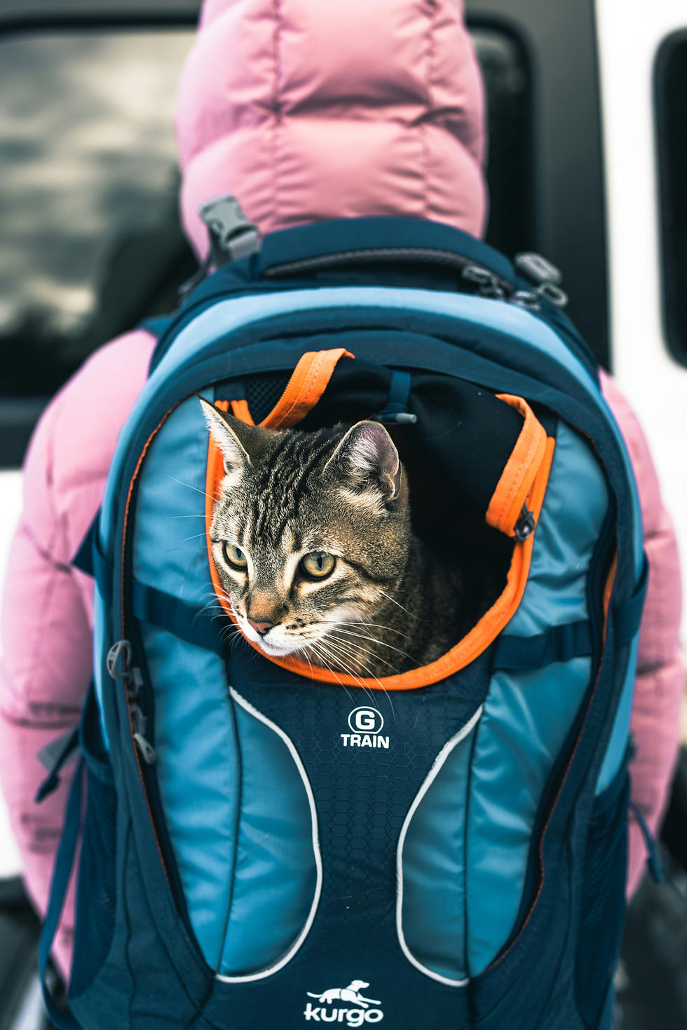 Tips for Traveling Safely with Your Pet This Summer
