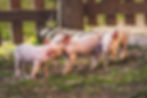 Qualitätsfleisch aus tiergerechter Haltung