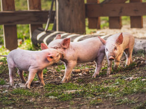 Trasporto e assorbimento di aminoacidi e glucosio nell'intestino dei suini: un approfondimento