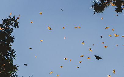 Image by Shiebi AL