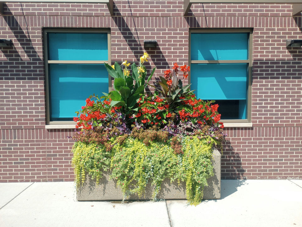 Office Indoor Plants